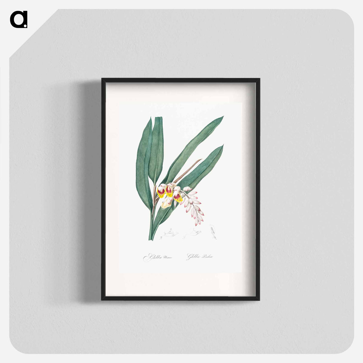 Shellflower illustration from Les liliacées - Pierre-Joseph Redouté Poster.