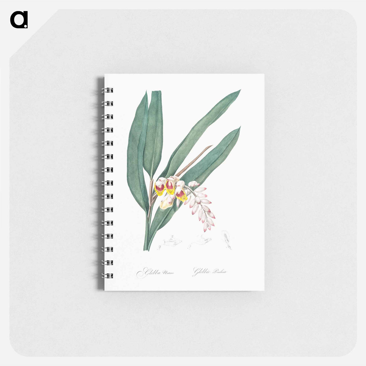 Shellflower illustration from Les liliacées - ピエール ジョゼフ ルドゥーテ Memo.