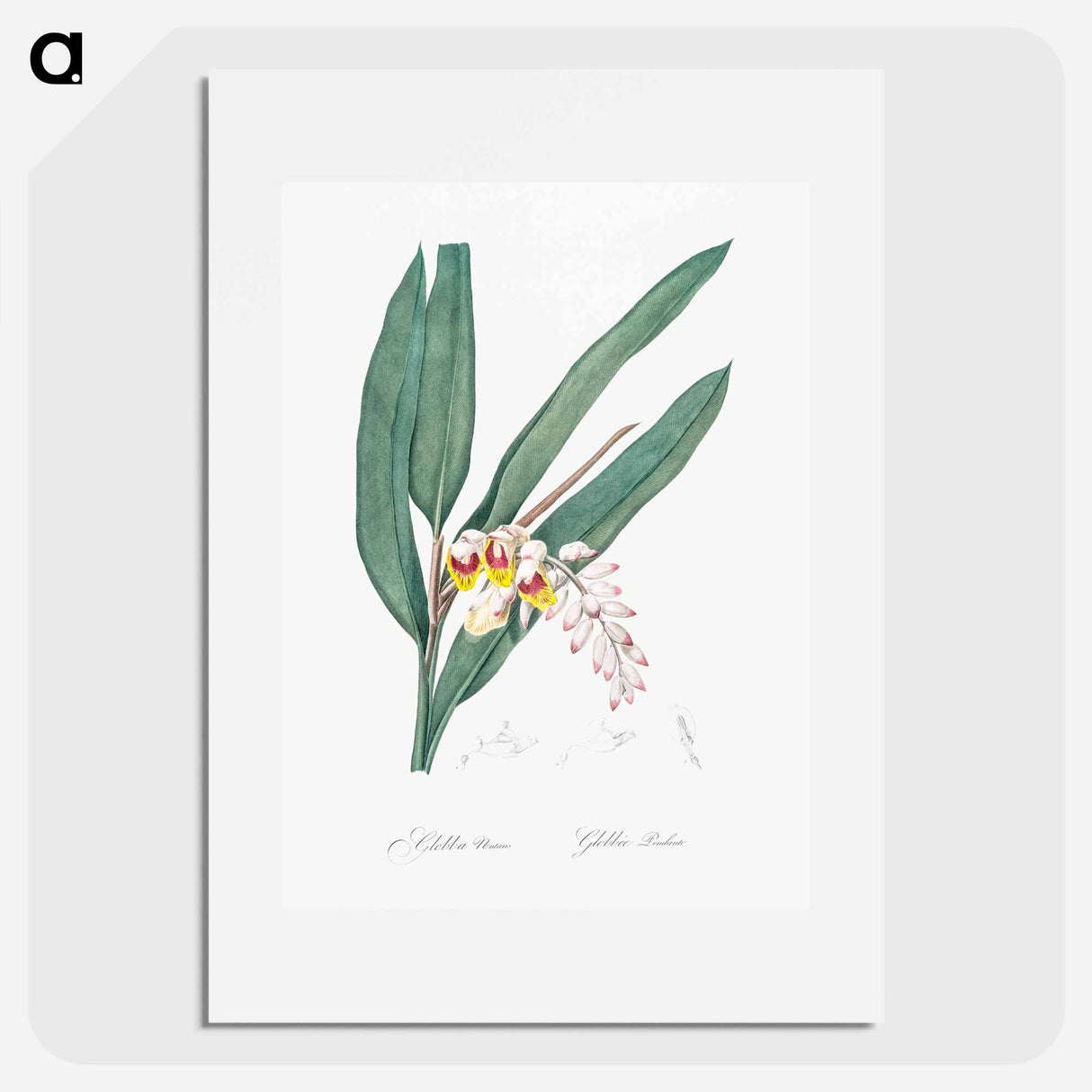 Shellflower illustration from Les liliacées - Pierre-Joseph Redouté Poster.