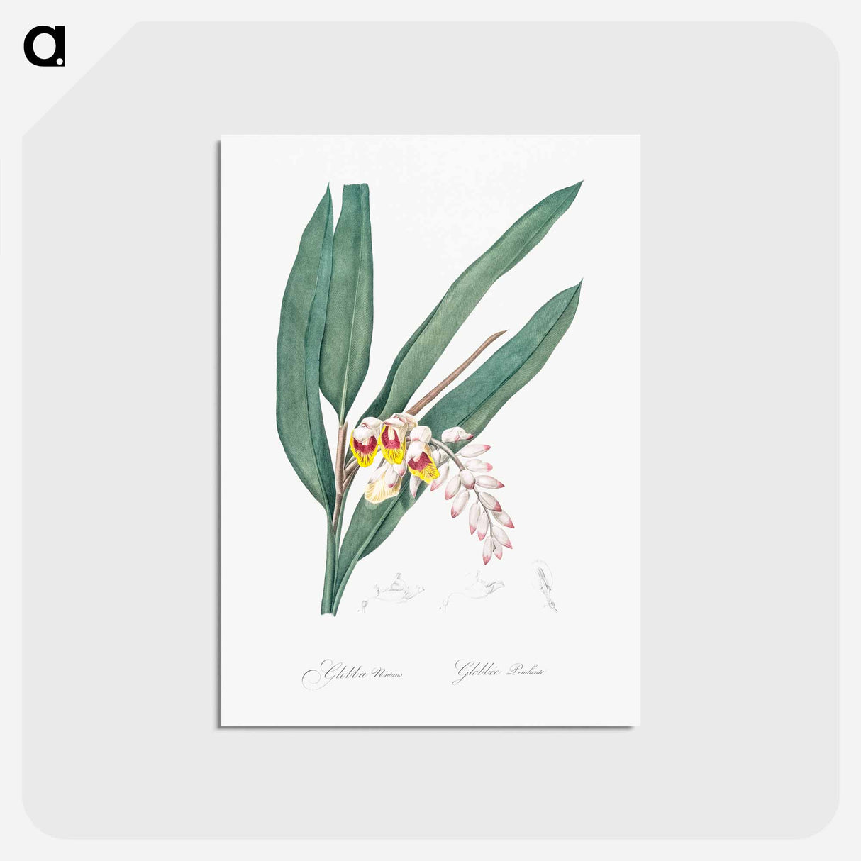 アートポストカード-Shellflower illustration from Les liliacées - ピエール ジョゼフ ルドゥーテ Postcard.