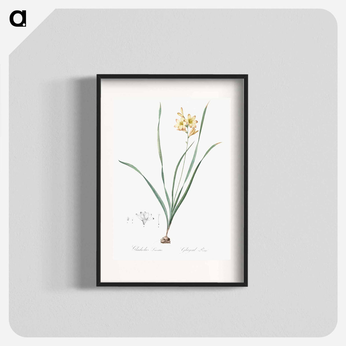 Gladiolus lineatus illustration - Pierre Joseph Redouté Poster.