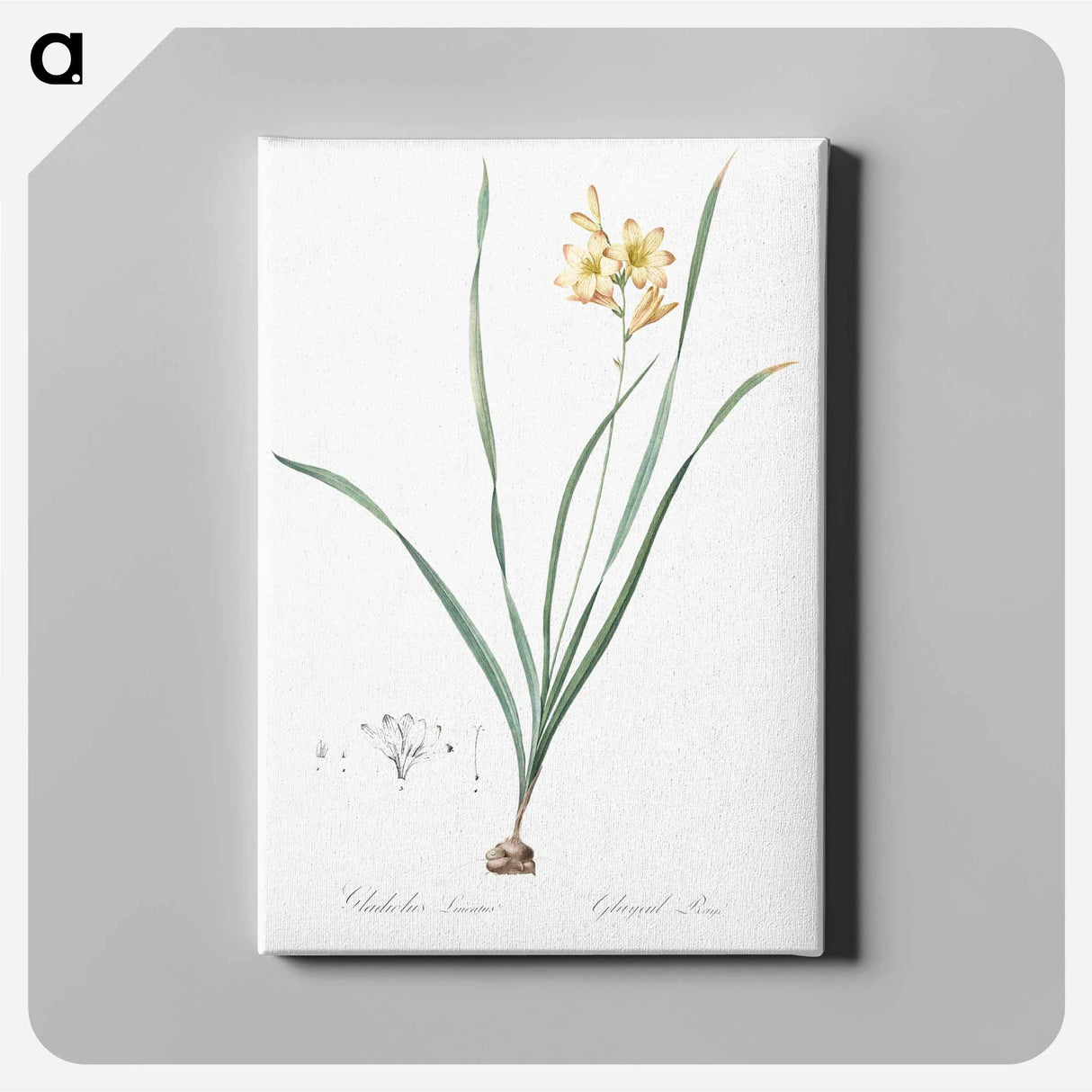 Gladiolus lineatus illustration - Pierre-Joseph Redouté Canvas.