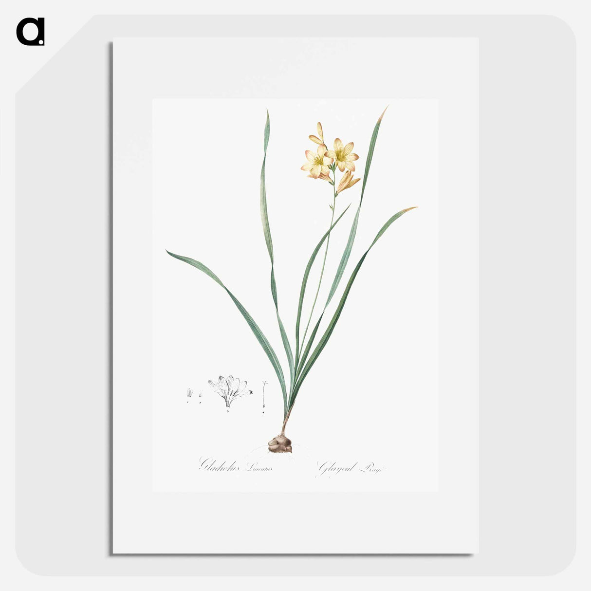 Gladiolus lineatus illustration - Pierre Joseph Redouté Poster.
