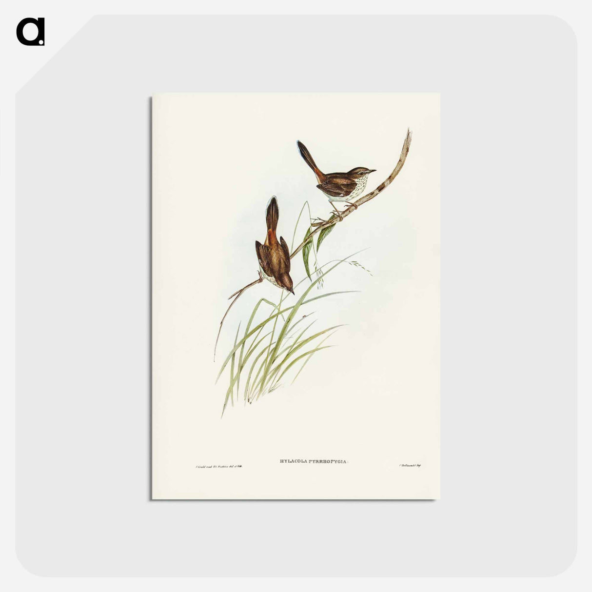 アートポストカード-Red-rumped Wren
- ジョン グールド Postcard.