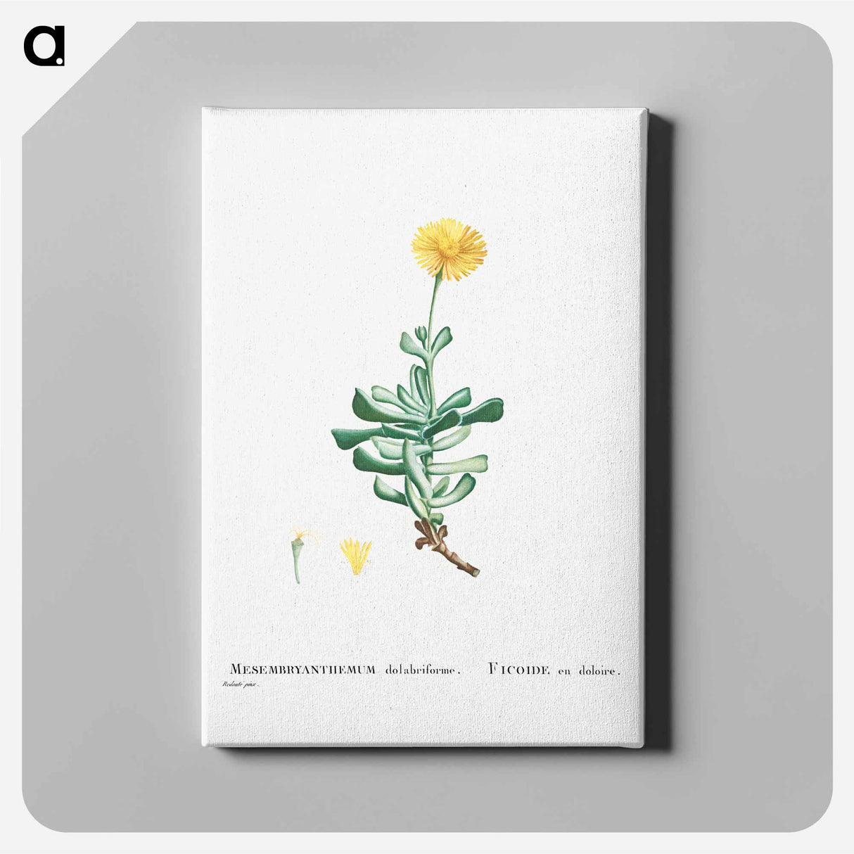 Mesembryanthemum Dolabriforme (Fig–marigold) - ピエール ジョゼフ ルドゥーテ Canvas.