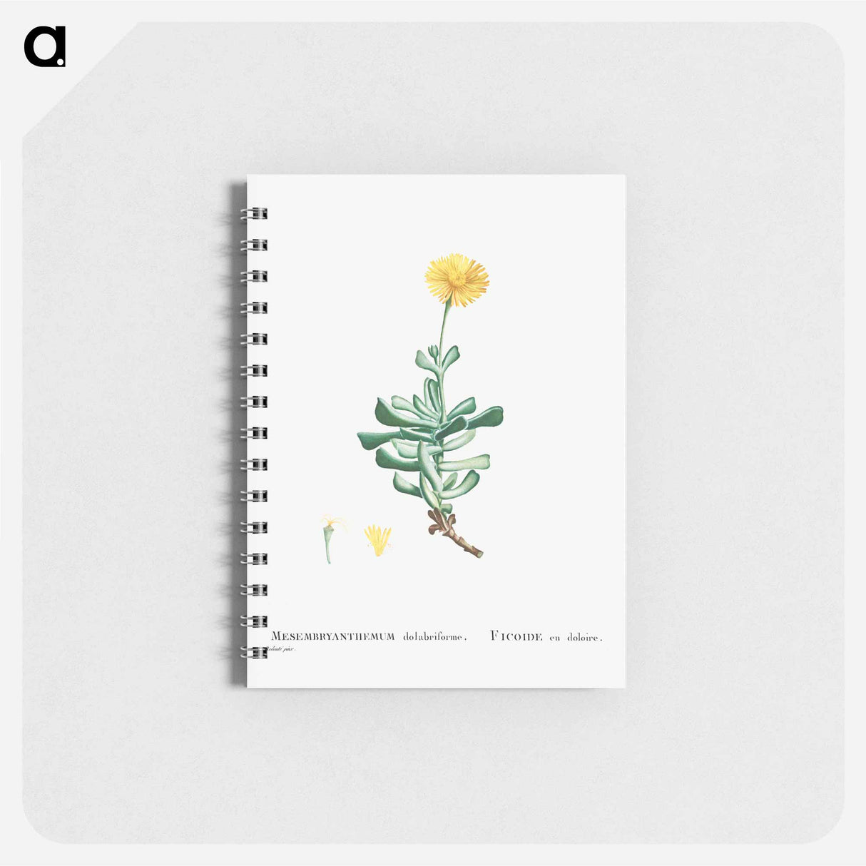 Mesembryanthemum Dolabriforme (Fig–marigold) - ピエール ジョゼフ ルドゥーテ Memo.