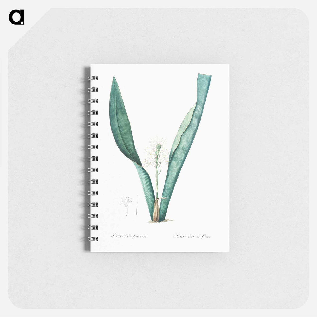 Mother-in-law's tongue - ピエール ジョゼフ ルドゥーテ Memo.