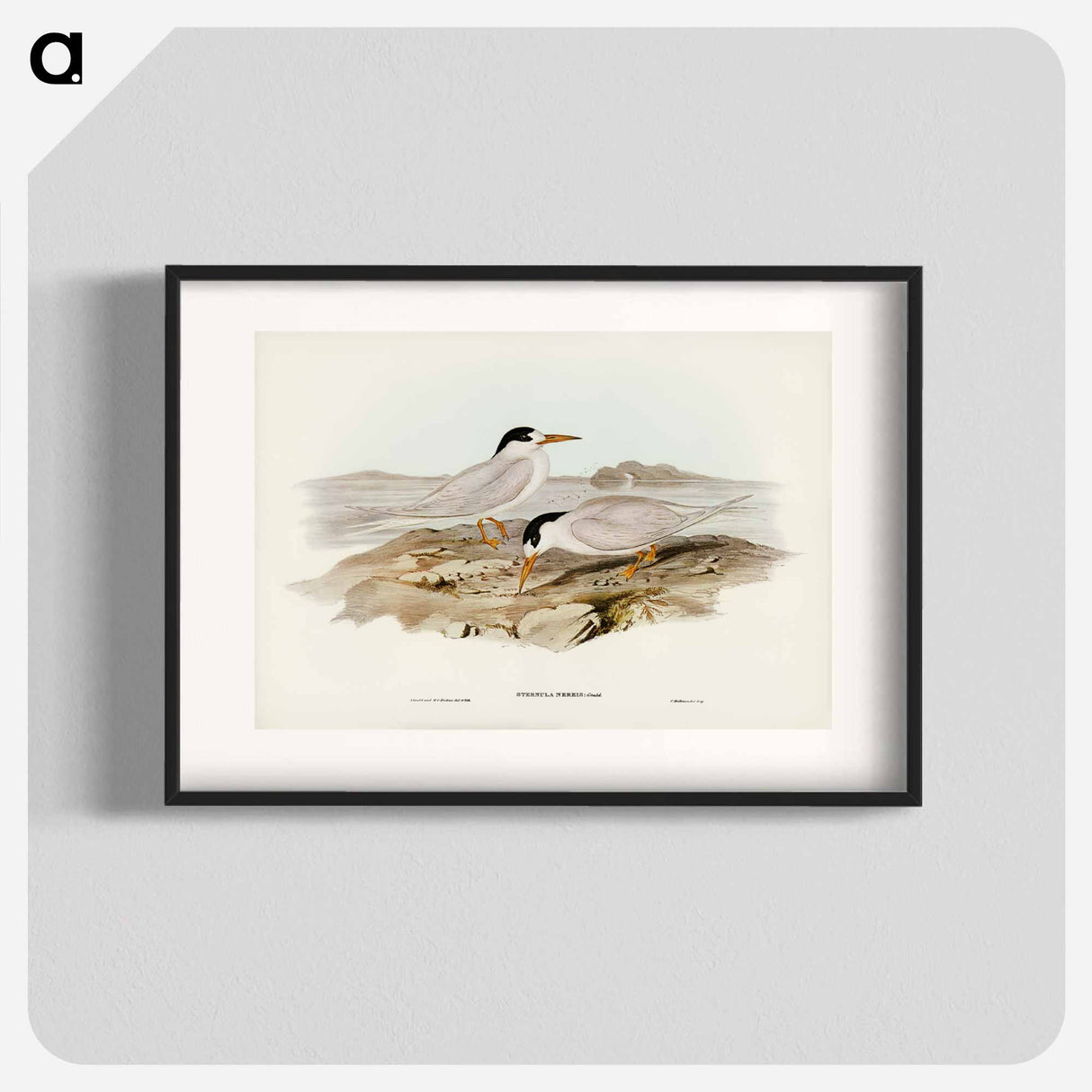 アートポスター-Australian Little Tern
- ジョン グールド Poster.