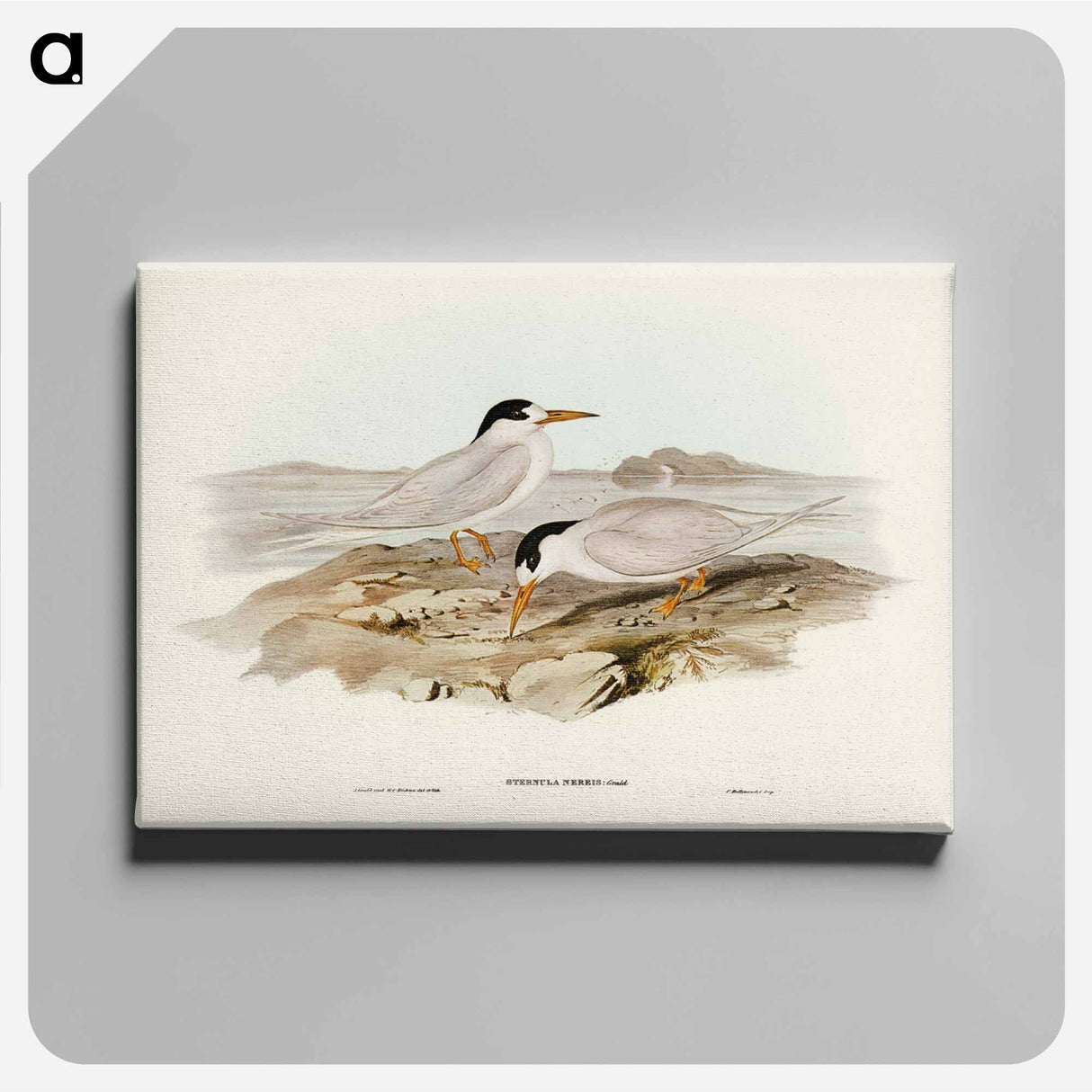 アートパネル-Australian Little Tern
- ジョン グールド Canvas.