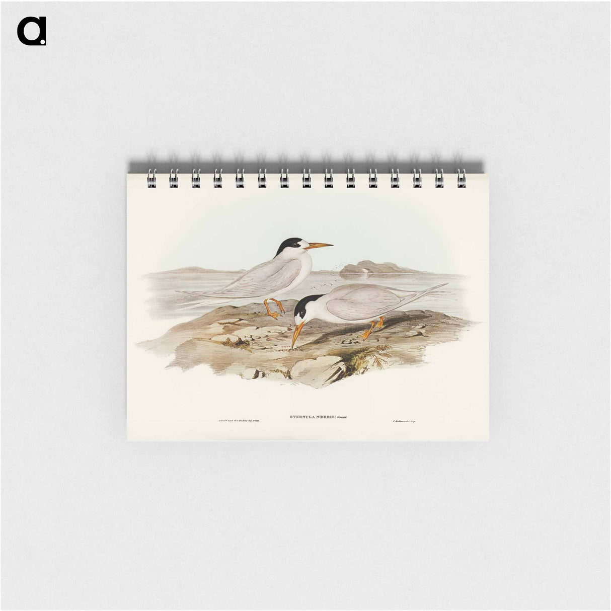 アートメモ帳-Australian Little Tern
- ジョン グールド Memo.