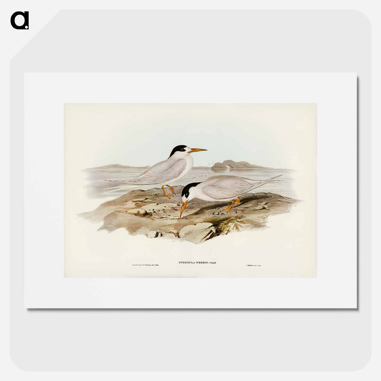 アートポスター-Australian Little Tern
- ジョン グールド Poster.