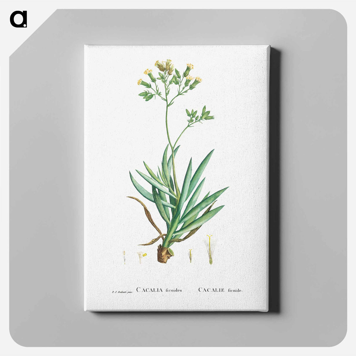 アートパネル-Cacalia Ficoides (Blue Chalk Stick) - ピエール ジョゼフ ルドゥーテ Canvas.