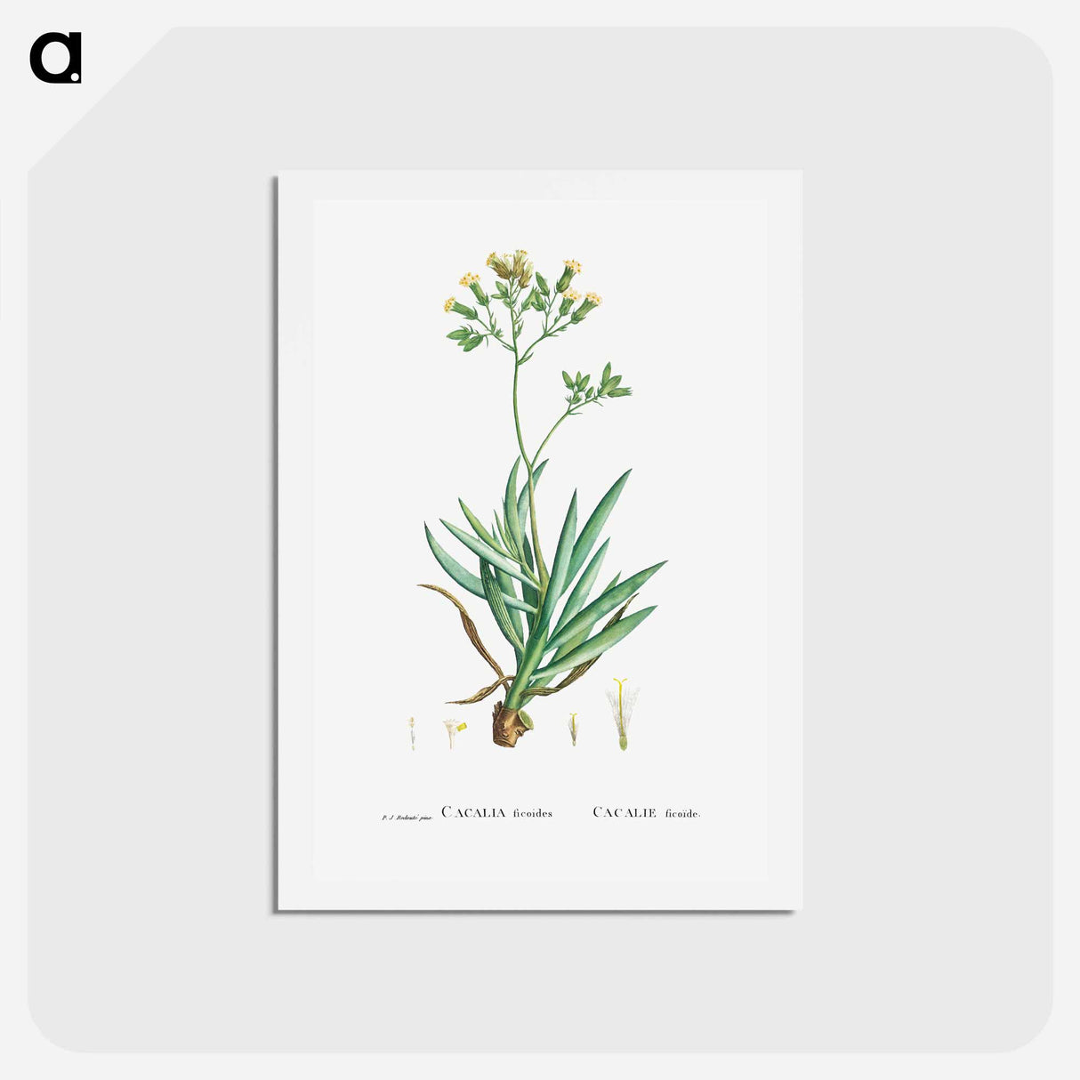 アートポストカード-Cacalia Ficoides (Blue Chalk Stick) - ピエール ジョゼフ ルドゥーテ Postcard.