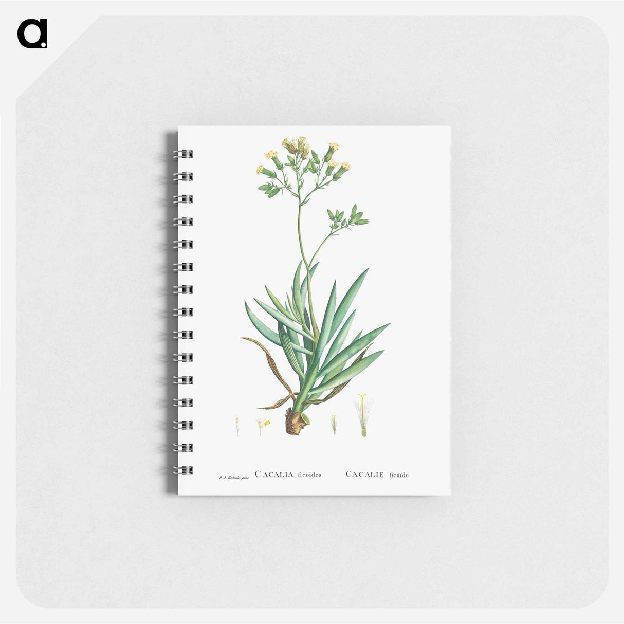 アートメモ帳-Cacalia Ficoides (Blue Chalk Stick) - ピエール ジョゼフ ルドゥーテ Memo.