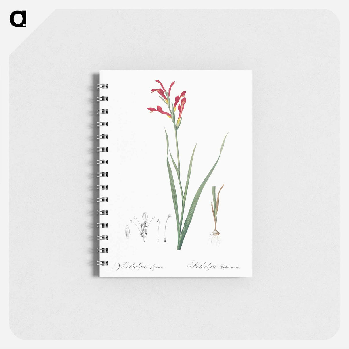 Gladiolus cunonius illustration - ピエール ジョゼフ ルドゥーテ Memo.