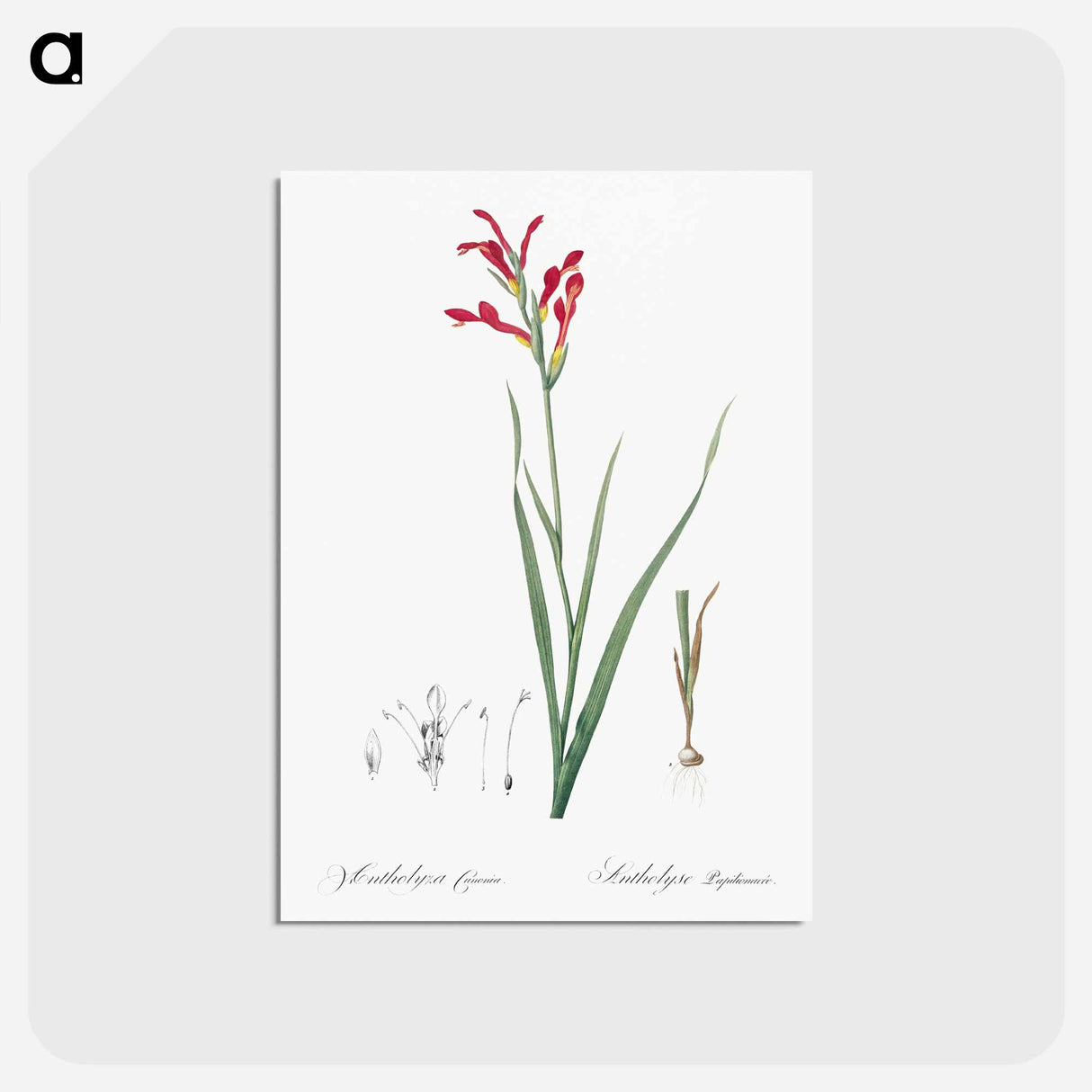 アートポストカード-Gladiolus cunonius illustration - ピエール ジョゼフ ルドゥーテ Postcard.