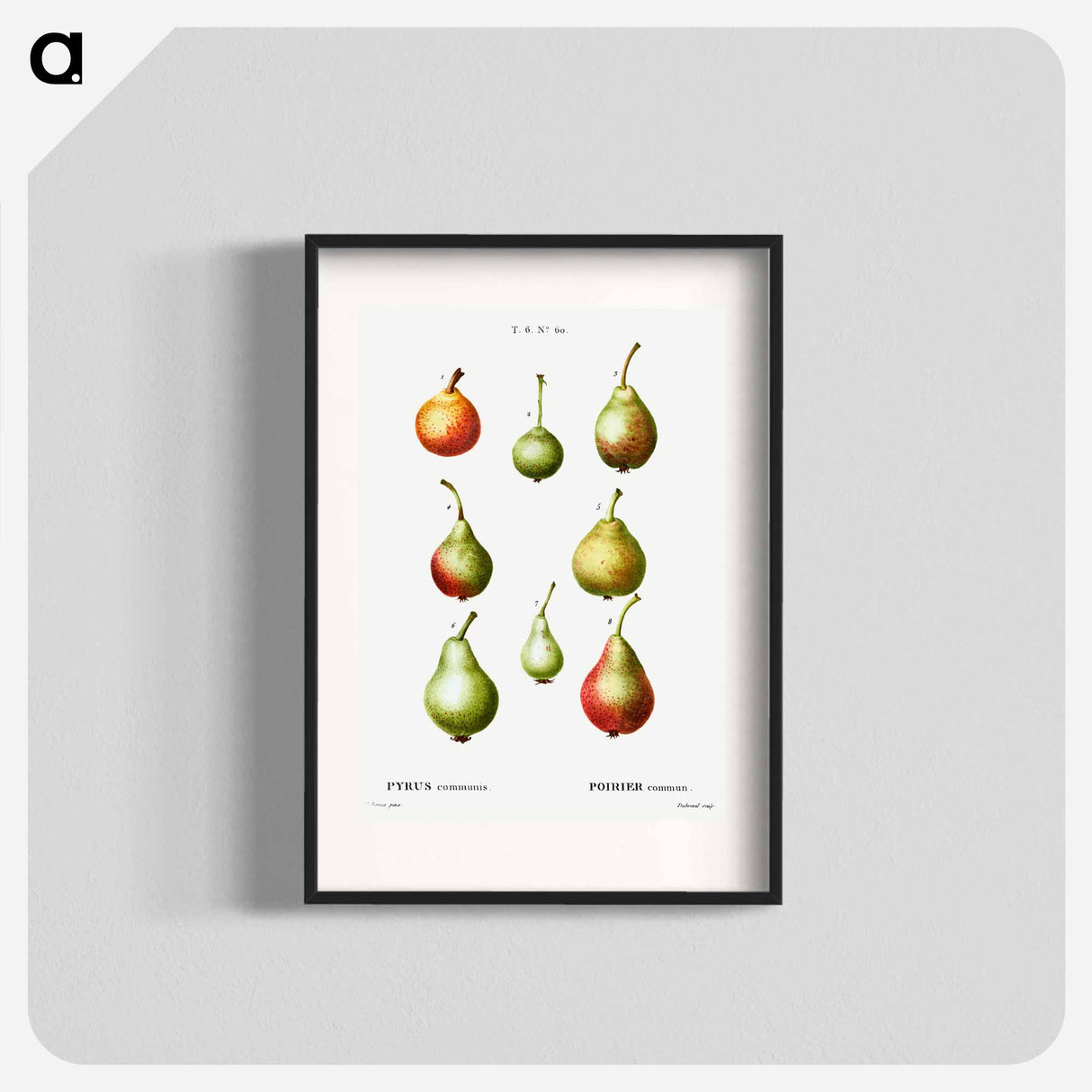 Pear, Pyrus communis - Pierre Joseph Redouté Poster.