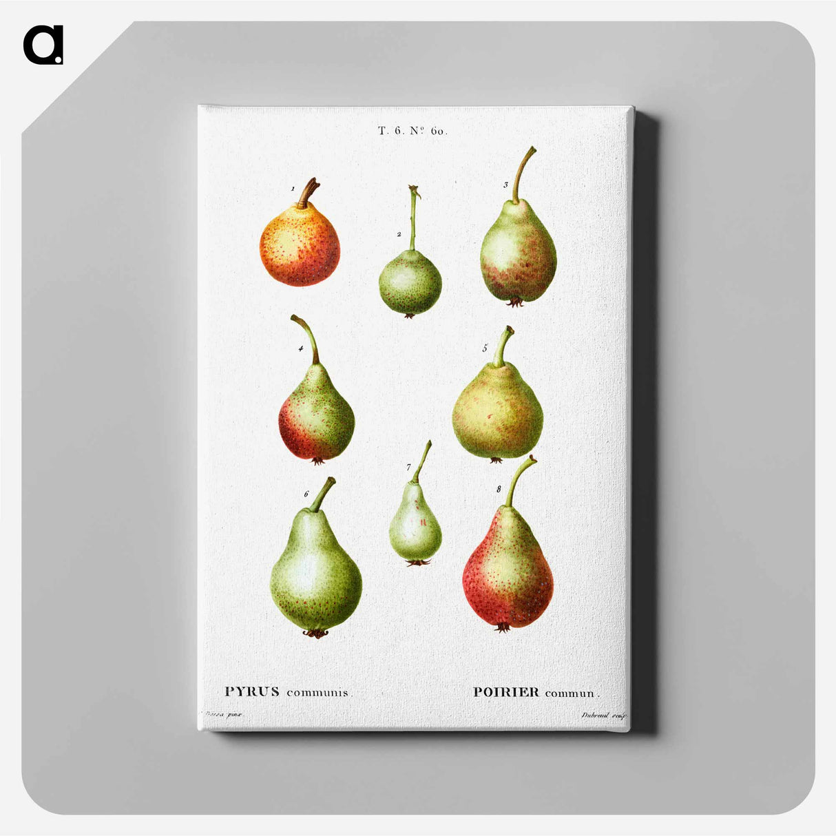 Pear, Pyrus communis - Pierre-Joseph Redouté Canvas.