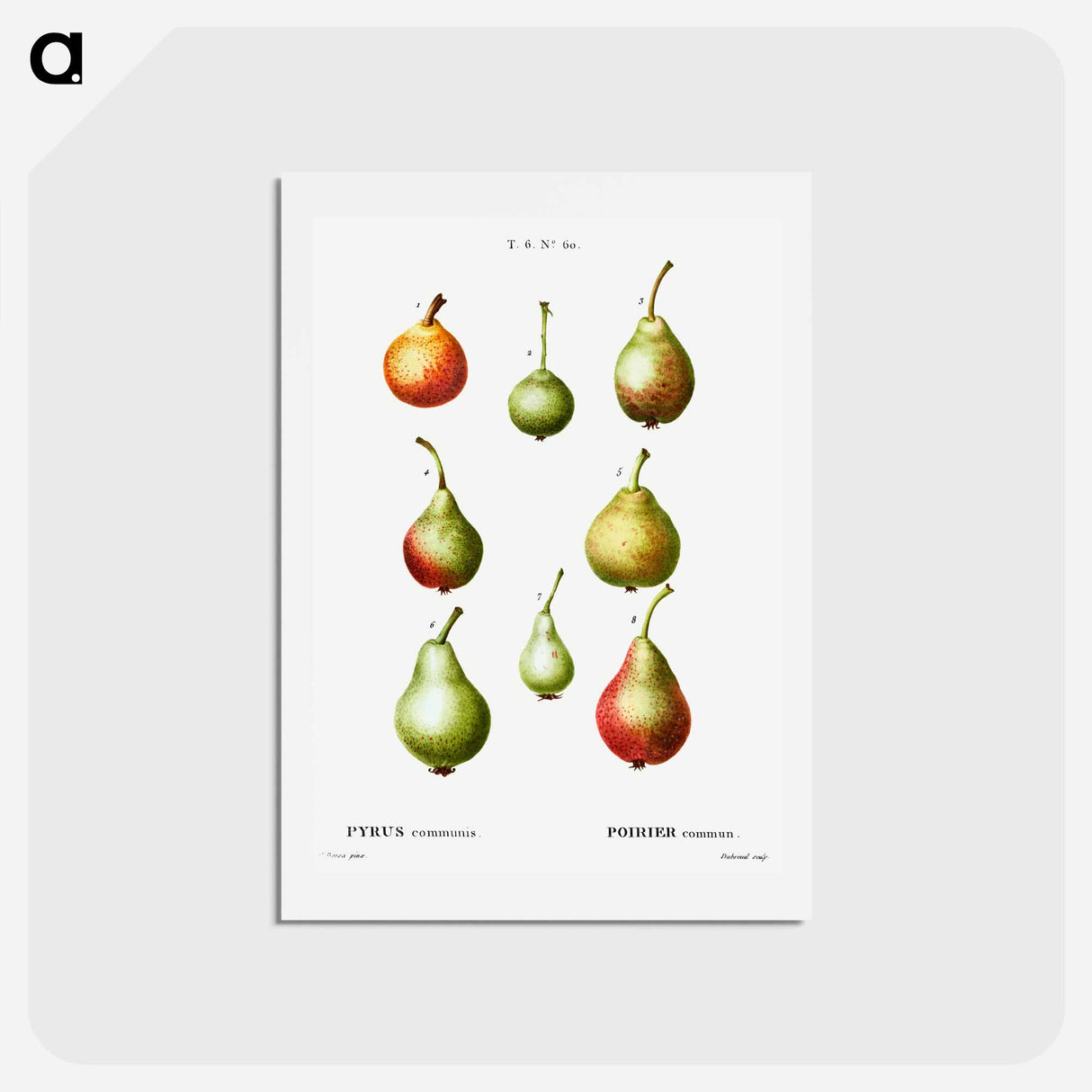 アートポストカード-Pear, Pyrus communis - ピエール ジョゼフ ルドゥーテ Postcard.