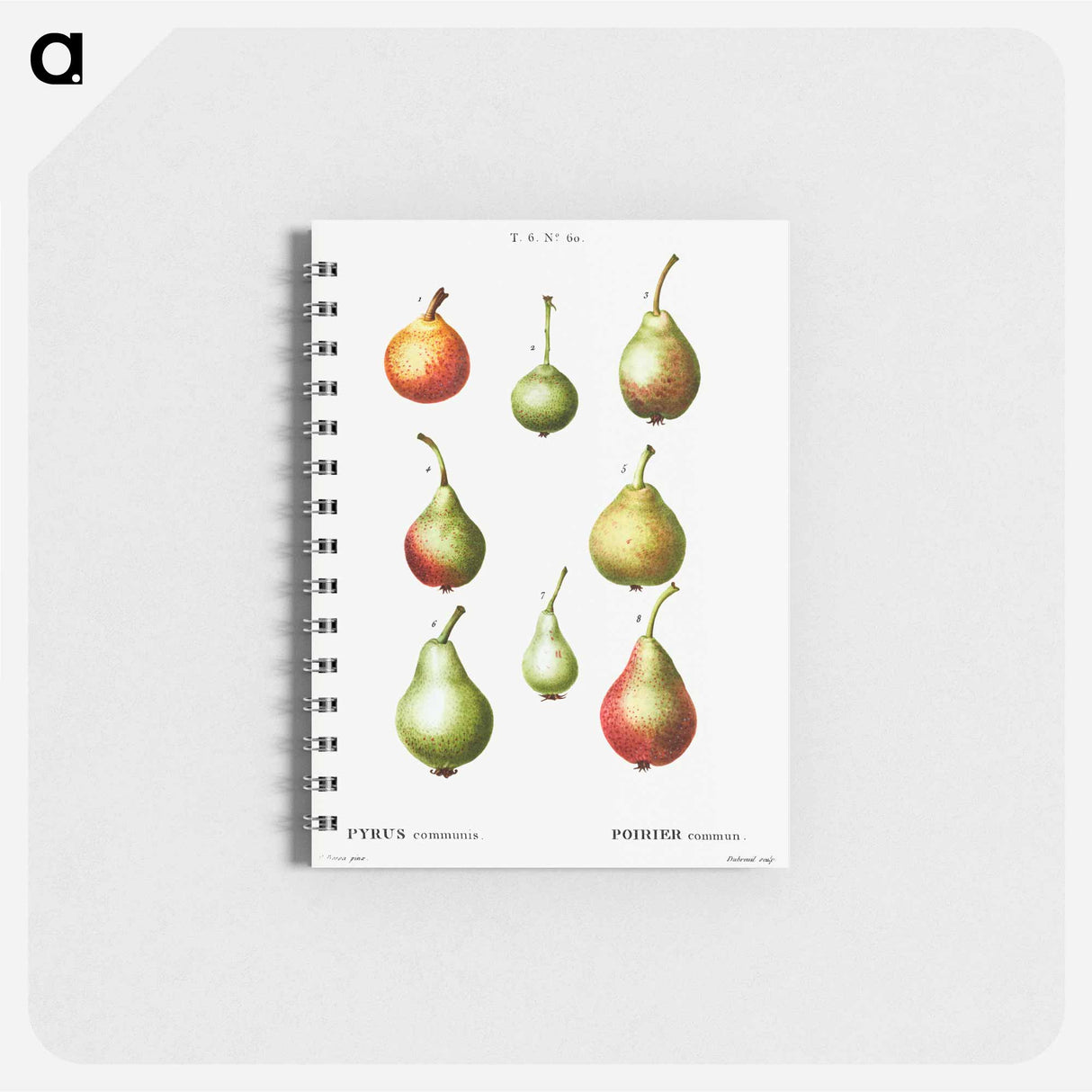 アートメモ帳-Pear, Pyrus communis - ピエール ジョゼフ ルドゥーテ Memo.
