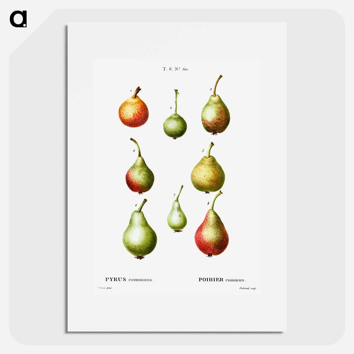 Pear, Pyrus communis - Pierre Joseph Redouté Poster.