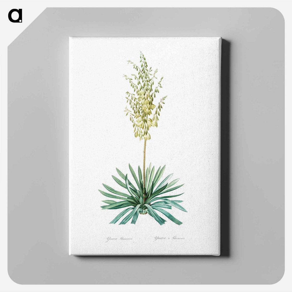 Adam's needle - Pierre Joseph Redouté Canvas.