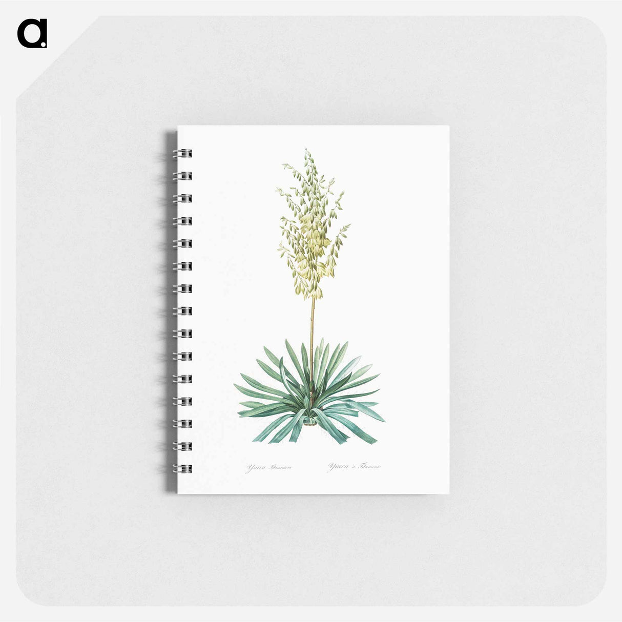 Adam's needle - ピエール ジョゼフ ルドゥーテ Memo.