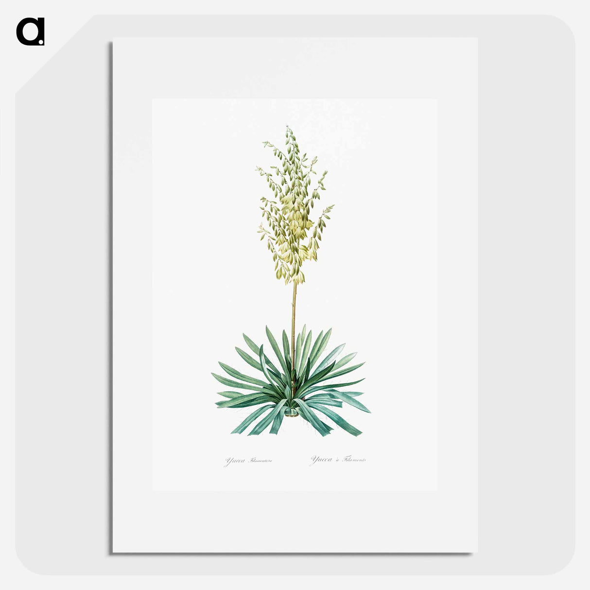 Adam's needle - Pierre Joseph Redouté Poster.