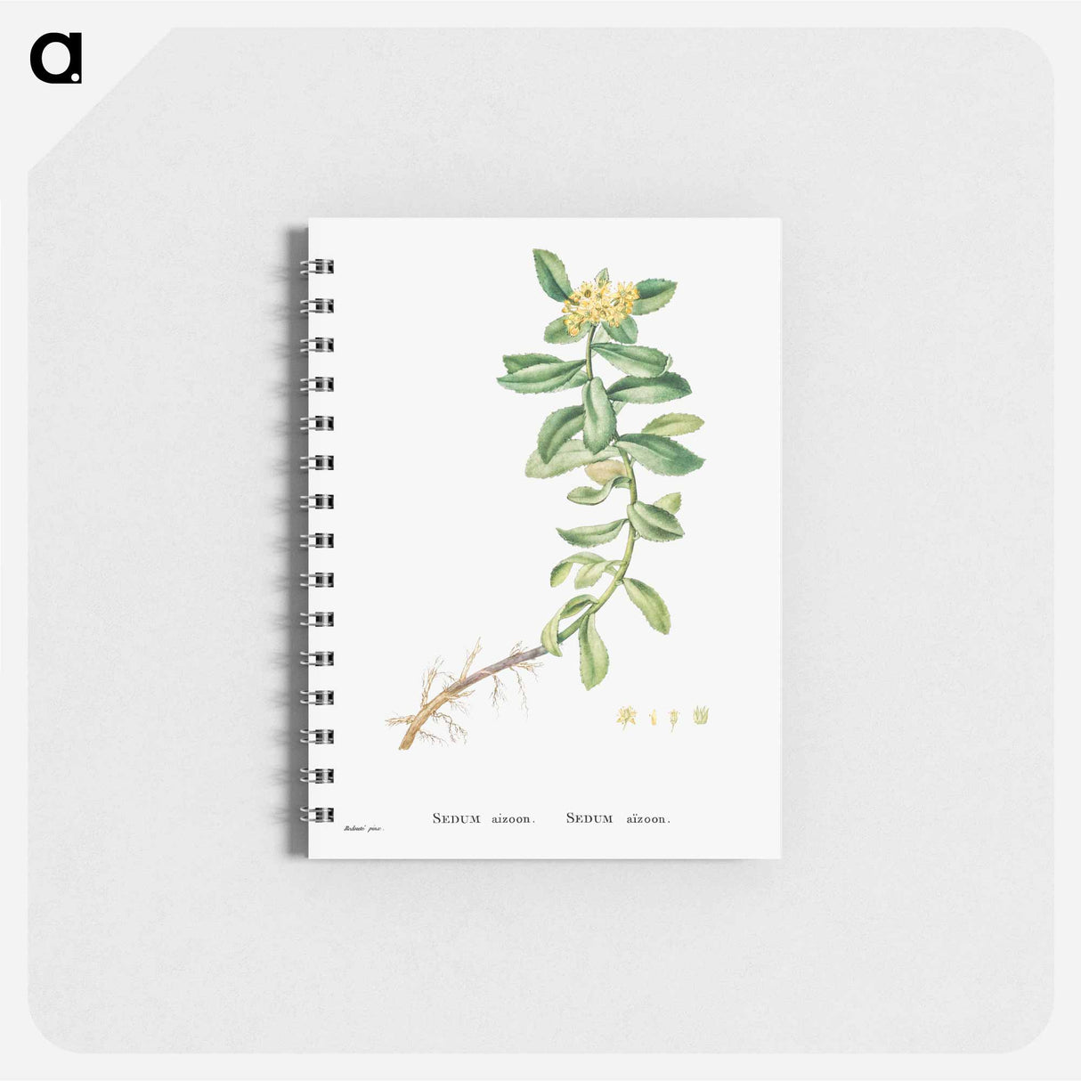 Sedum Aizoon (Aizoon Stonecrop) - ピエール ジョゼフ ルドゥーテ Memo.