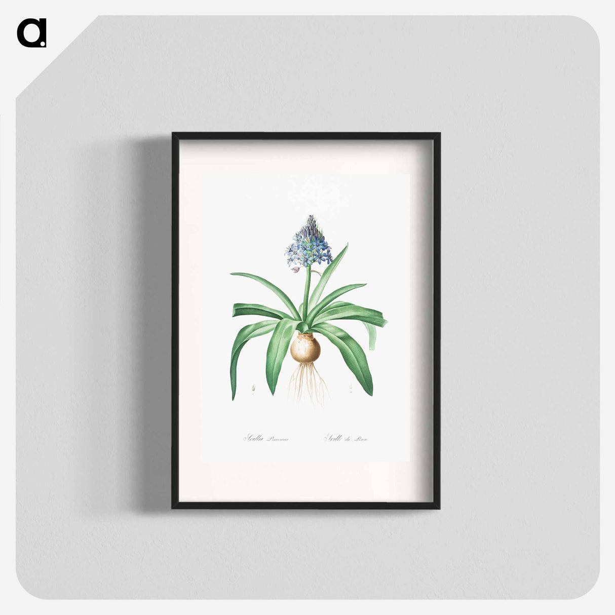 Portuguese squill illustration - Pierre Joseph Redouté Poster.