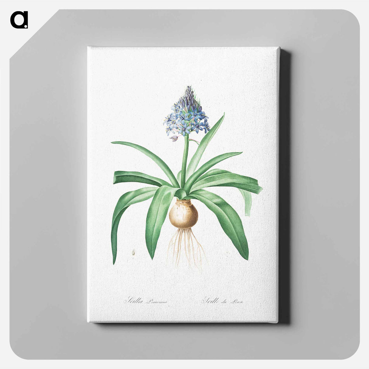 Portuguese squill illustration - Pierre Joseph Redouté Canvas.