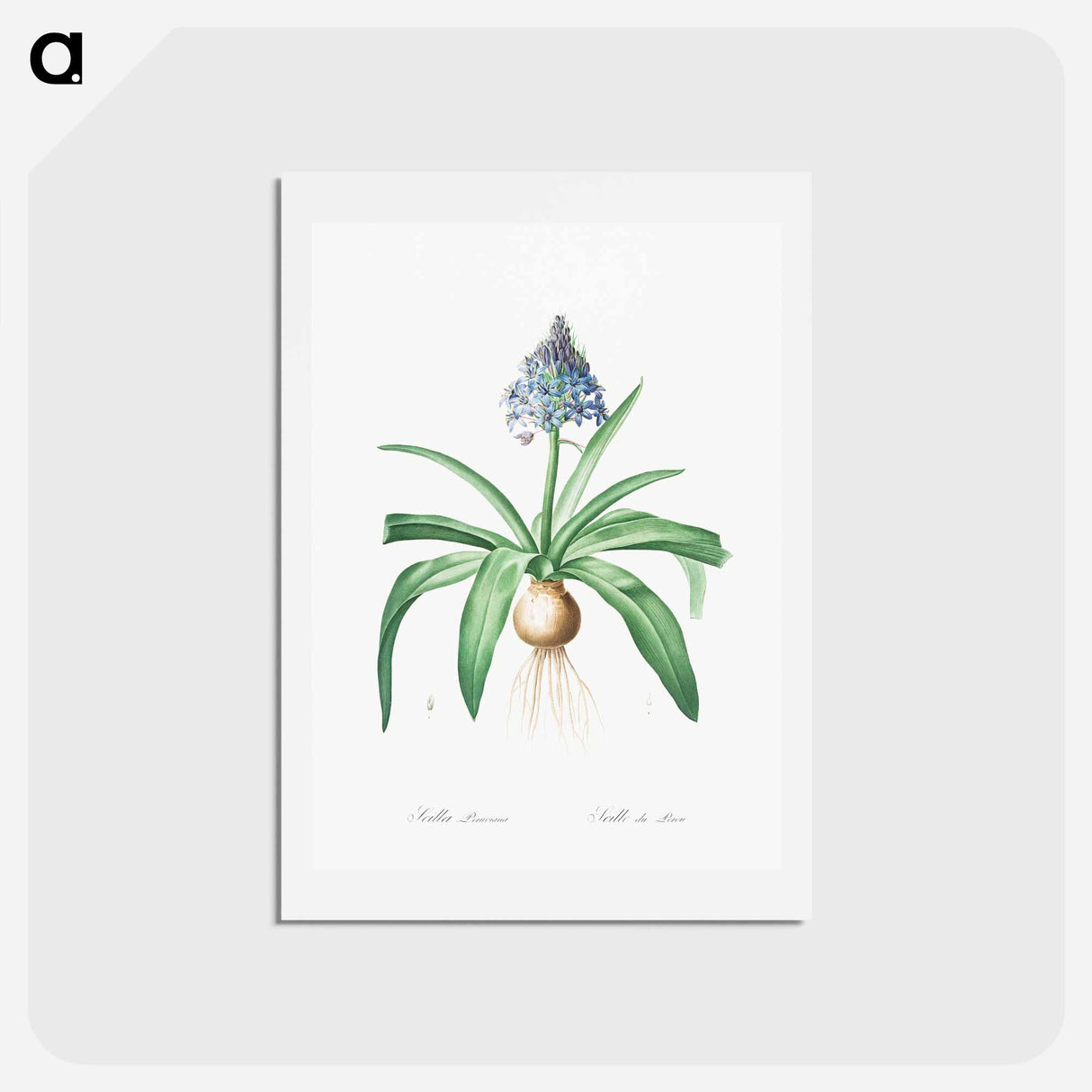 アートポストカード-Portuguese squill illustration - ピエール ジョゼフ ルドゥーテ Postcard.
