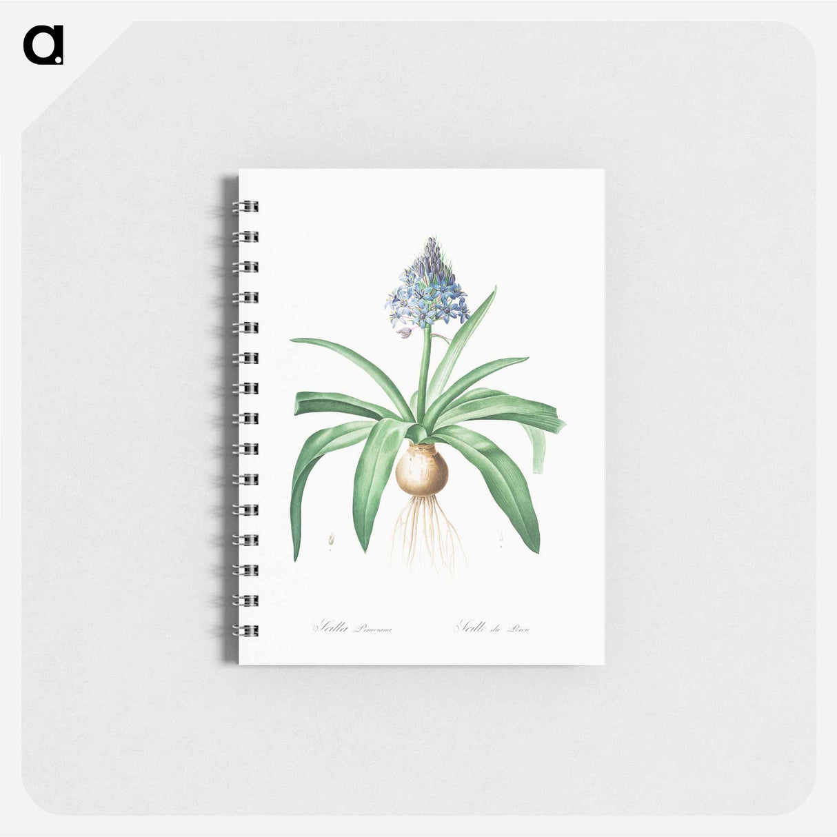 Portuguese squill illustration - ピエール ジョゼフ ルドゥーテ Memo.