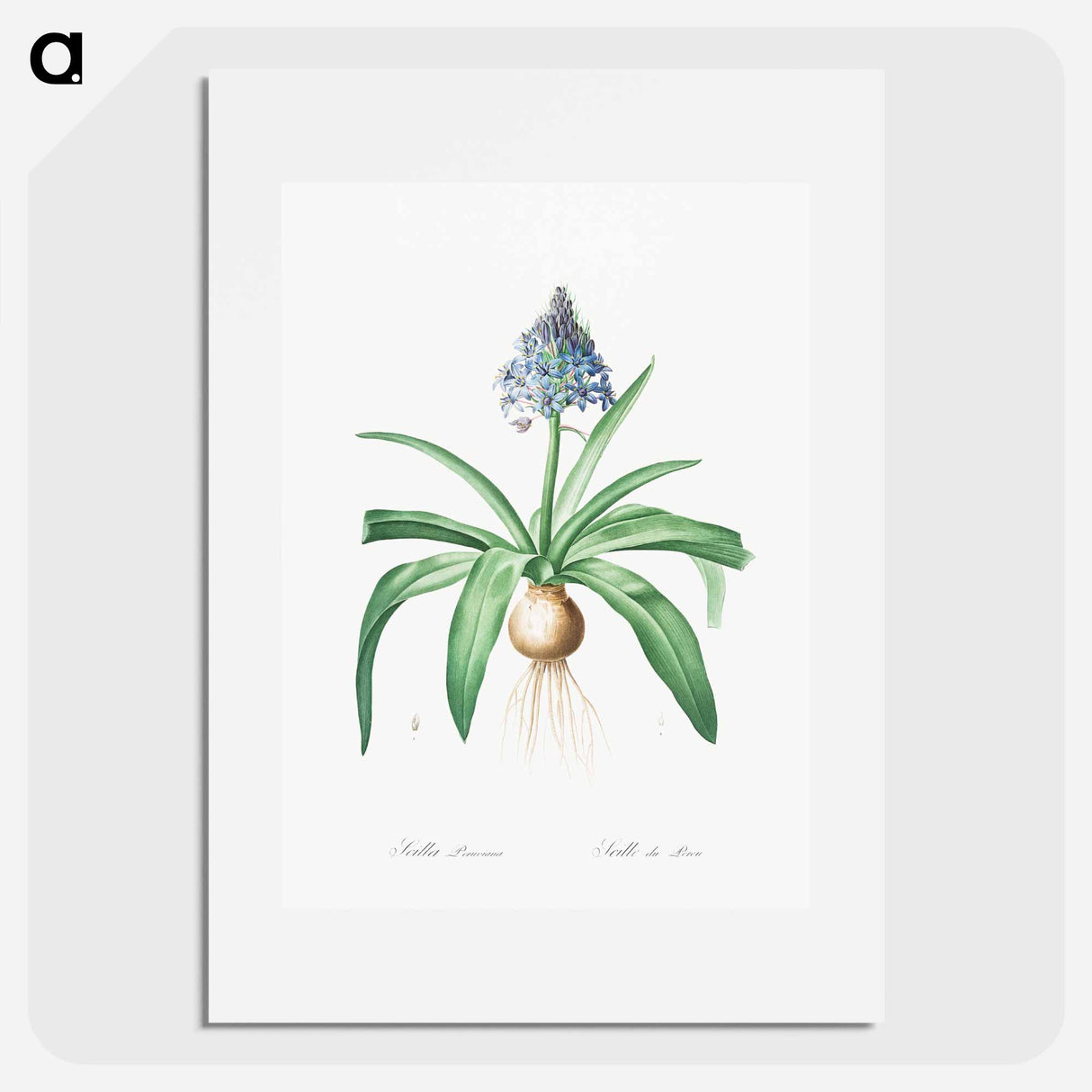 Portuguese squill illustration - Pierre Joseph Redouté Poster.