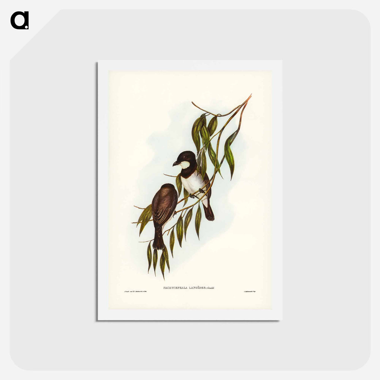 アートポストカード-Shrike-like Phachycephala
- ジョン グールド Postcard.