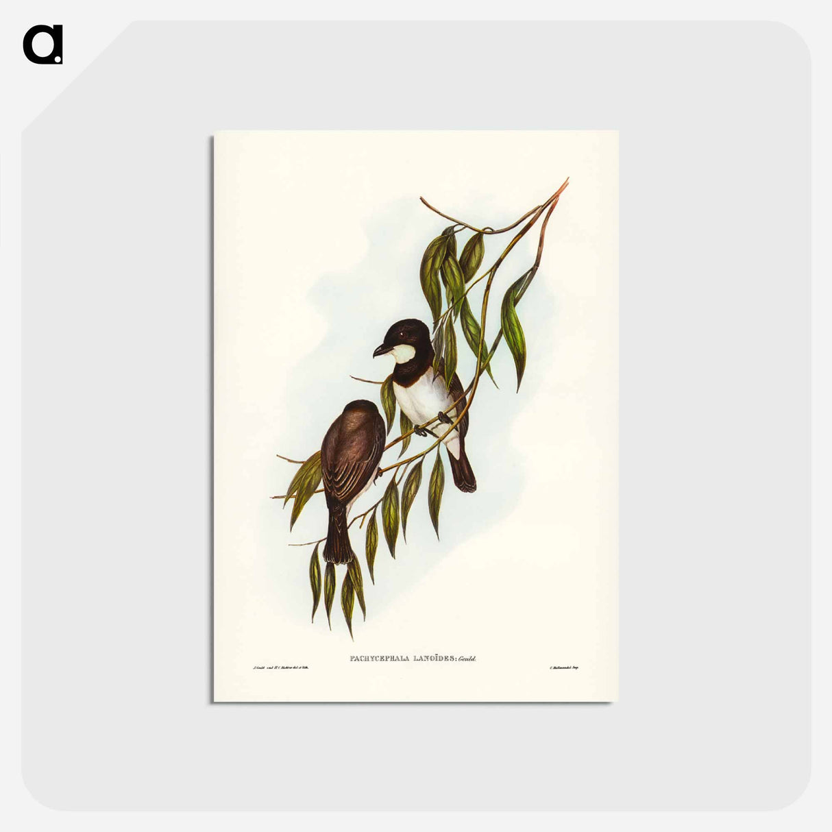 アートポストカード-Shrike-like Phachycephala
- ジョン グールド Postcard.