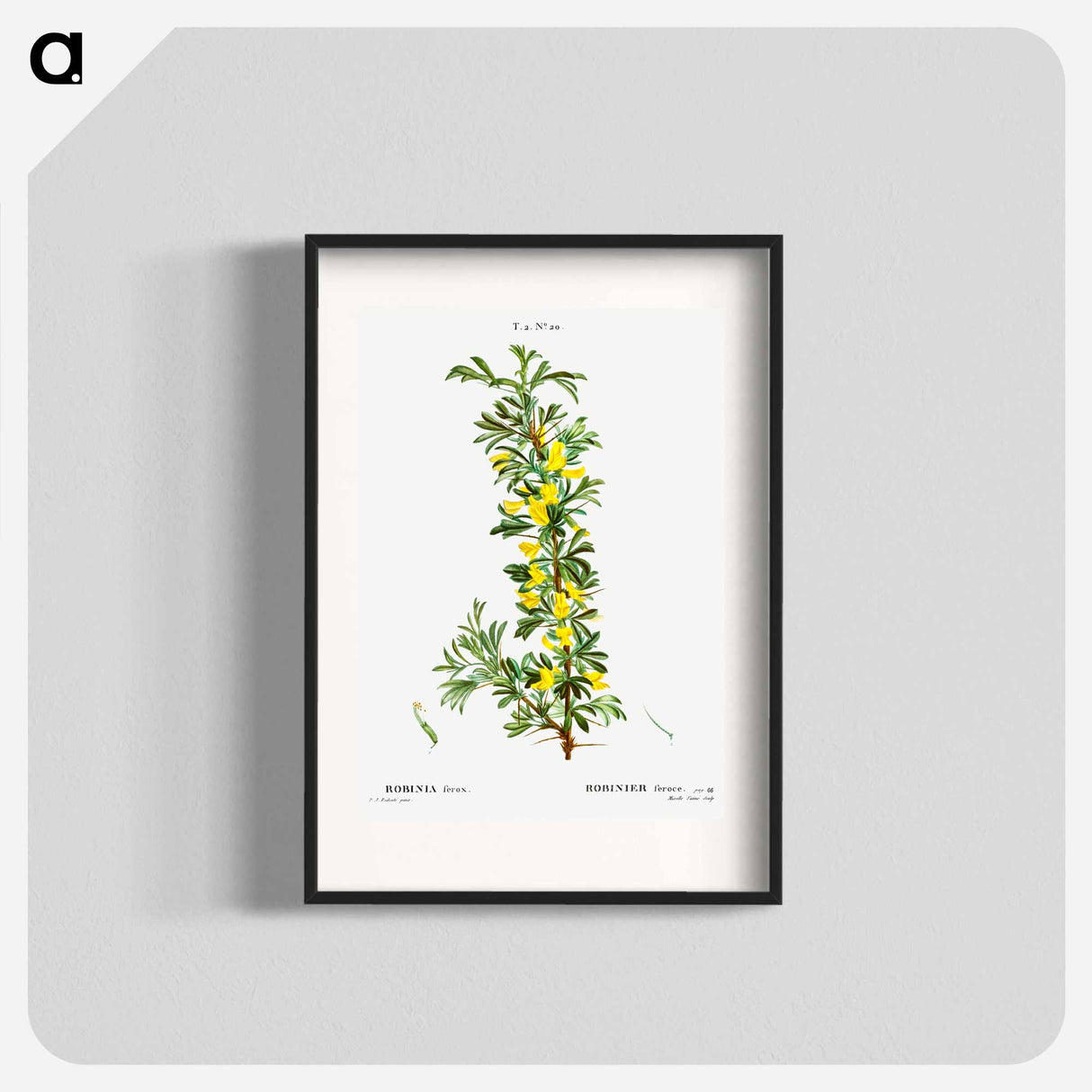 Robinia caragana - Pierre Joseph Redouté Poster.