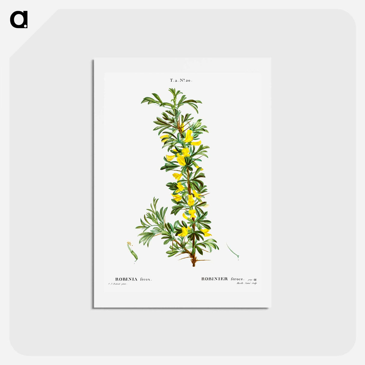 アートポストカード-Robinia caragana - ピエール ジョゼフ ルドゥーテ Postcard.