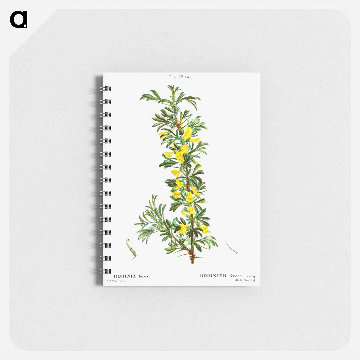 Robinia caragana - ピエール ジョゼフ ルドゥーテ Memo.