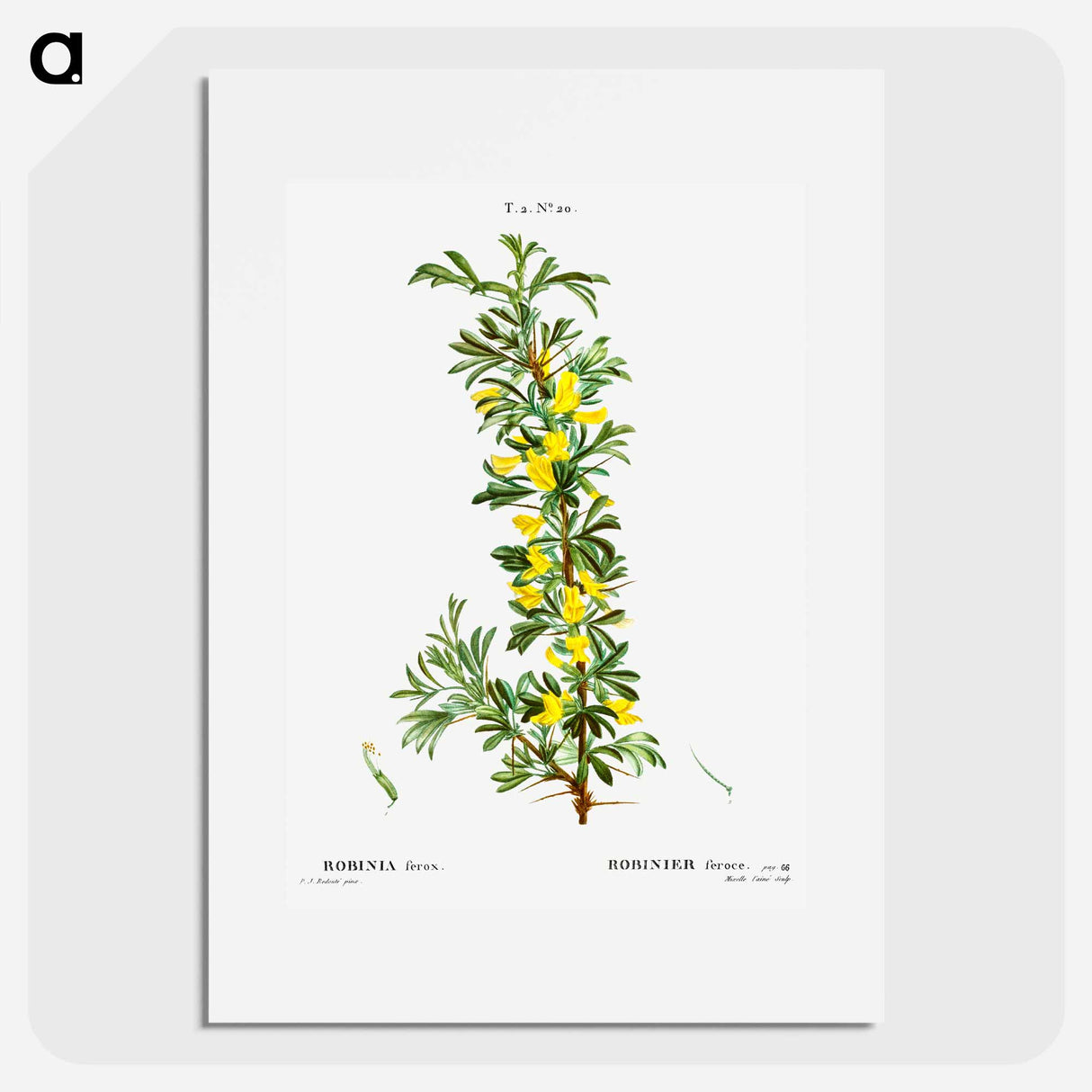 Robinia caragana - Pierre Joseph Redouté Poster.