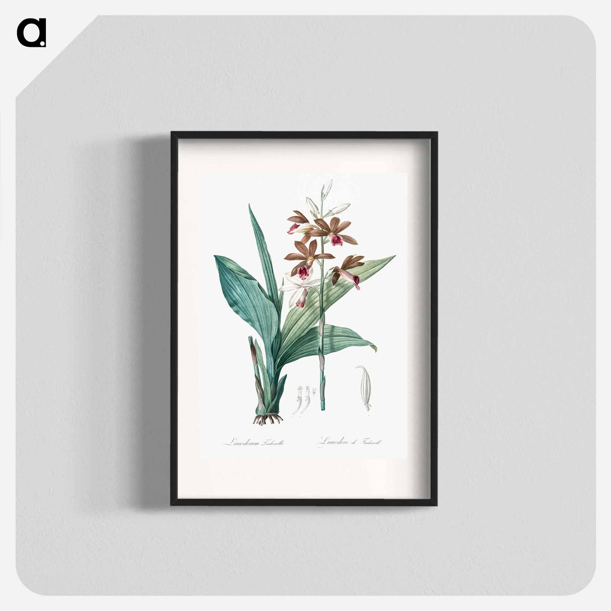 Limodorum tankervilleae illustration - Pierre Joseph Redouté Poster.