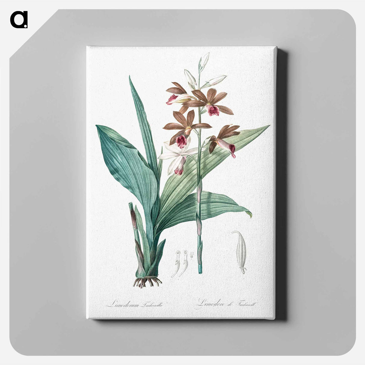 Limodorum tankervilleae illustration - Pierre-Joseph Redouté Canvas.