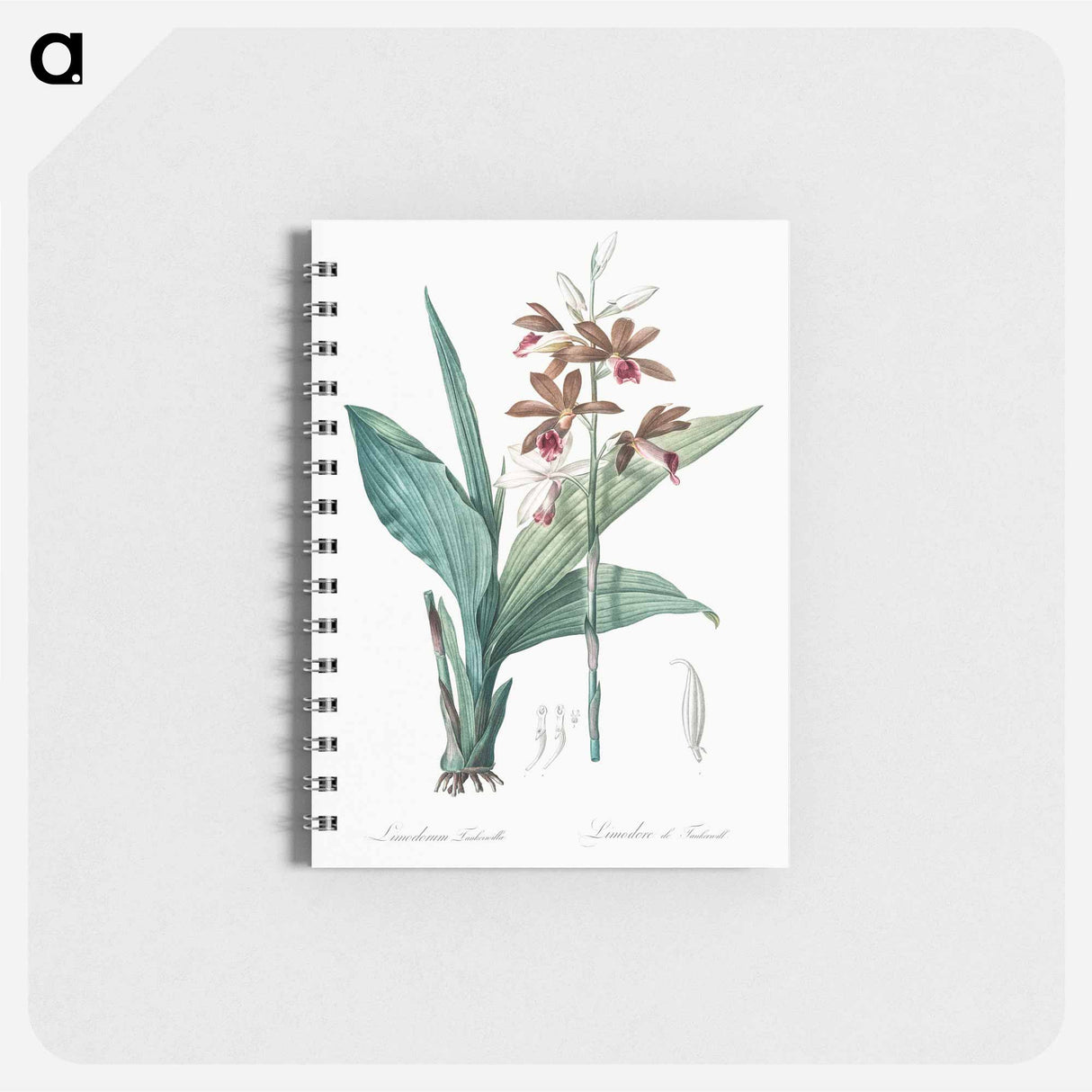 Limodorum tankervilleae illustration - ピエール ジョゼフ ルドゥーテ Memo.