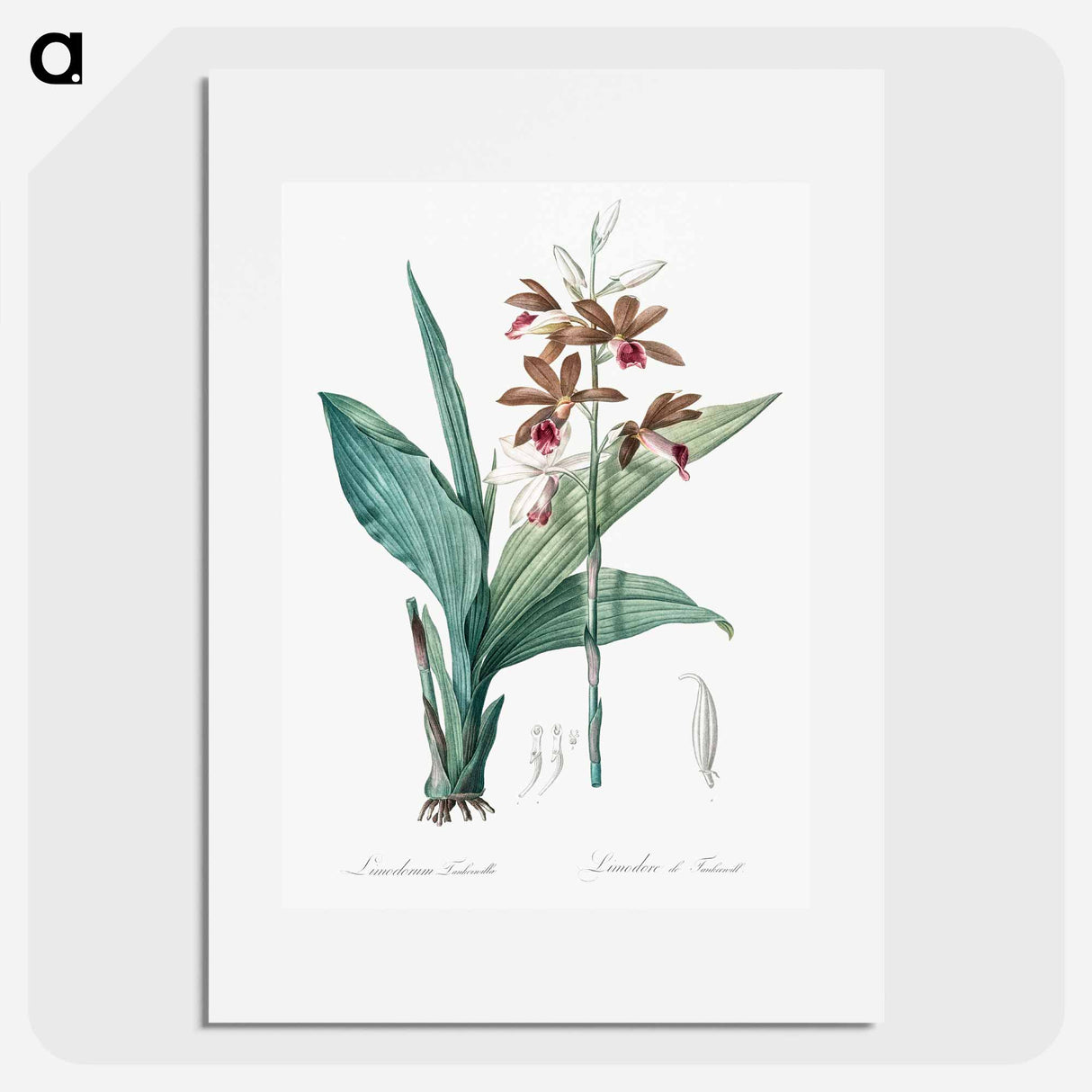 Limodorum tankervilleae illustration - Pierre Joseph Redouté Poster.