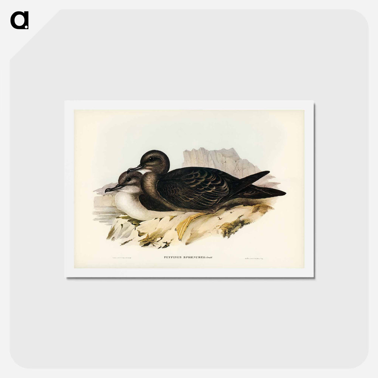 アートポストカード-Wedge-tailed Petrel
- ジョン グールド Postcard.