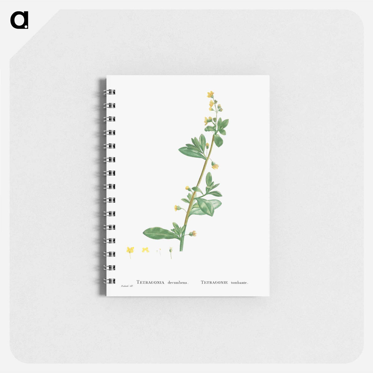 アートメモ帳-Tetragonia Decumbens (Dune Spinach) - ピエール ジョゼフ ルドゥーテ Memo.