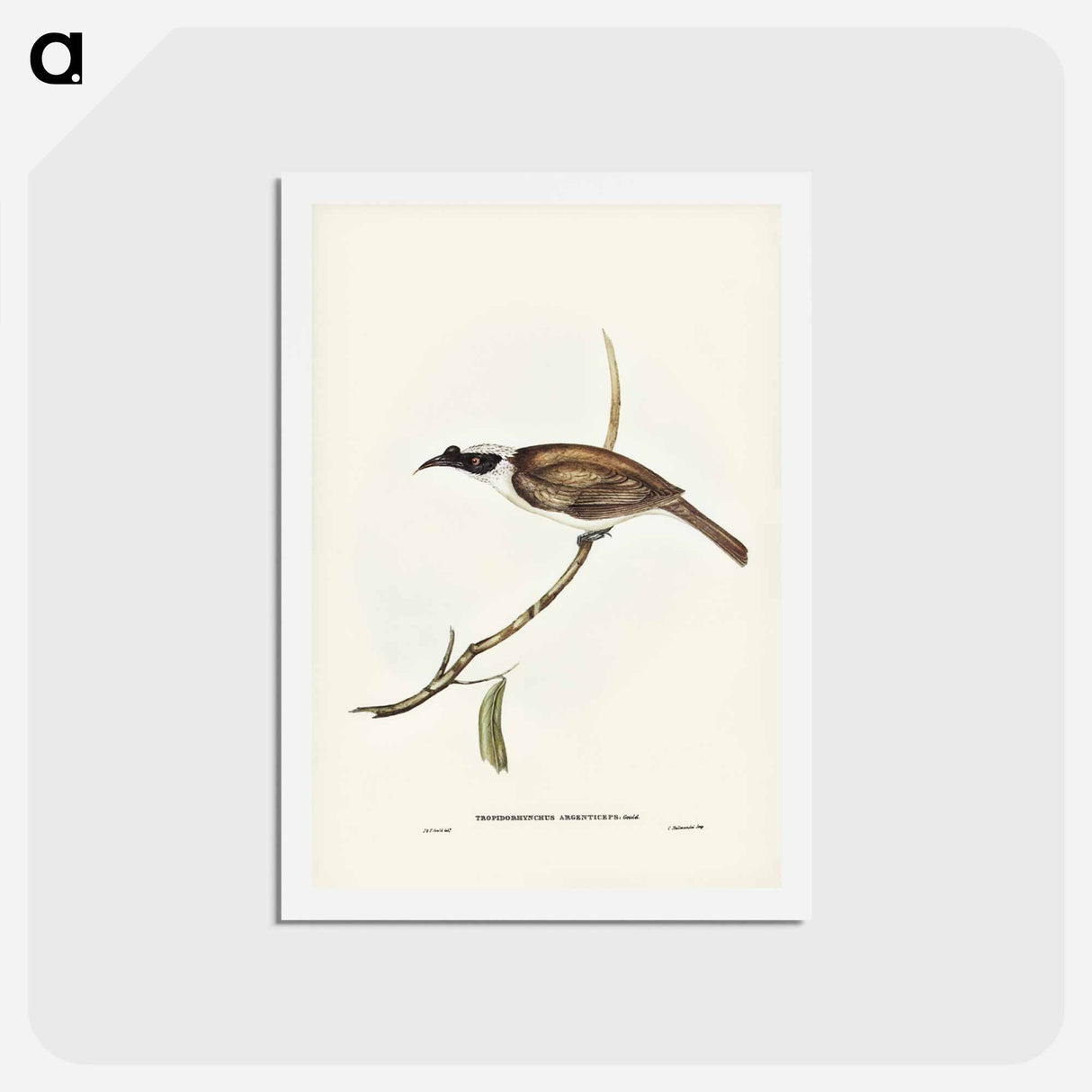 アートポストカード-Silvery-crowned Friar Bird
- ジョン グールド Postcard.