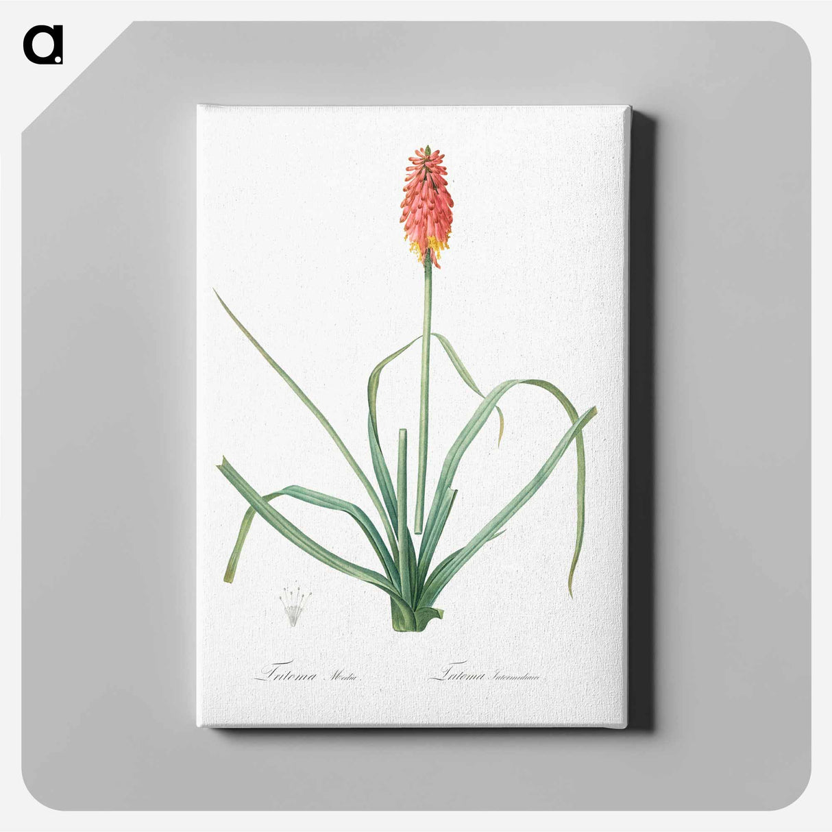 Redhot poker illustration - Pierre Joseph Redouté Canvas.