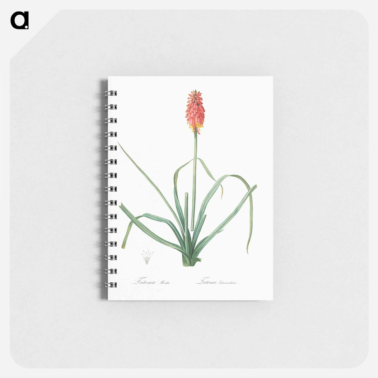 アートメモ帳-Redhot poker illustration - ピエール ジョゼフ ルドゥーテ Memo.