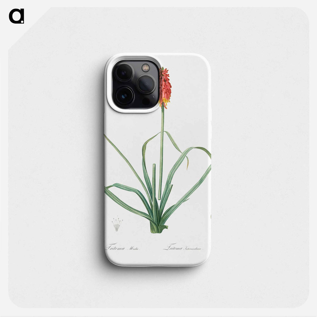 Redhot poker illustration - Pierre Joseph Redouté Phone Case.